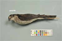 藏品(日本松雀鷹)的圖片